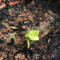 SHEEDO Tarjeta plantable - Gracias no dejes de florecer