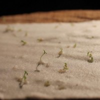 SHEEDO Tarjeta plantable - Gracias no dejes de florecer